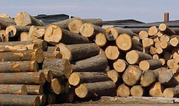 Hướng dẫn thủ tục nhập khẩu gỗ tự nhiên mới nhất